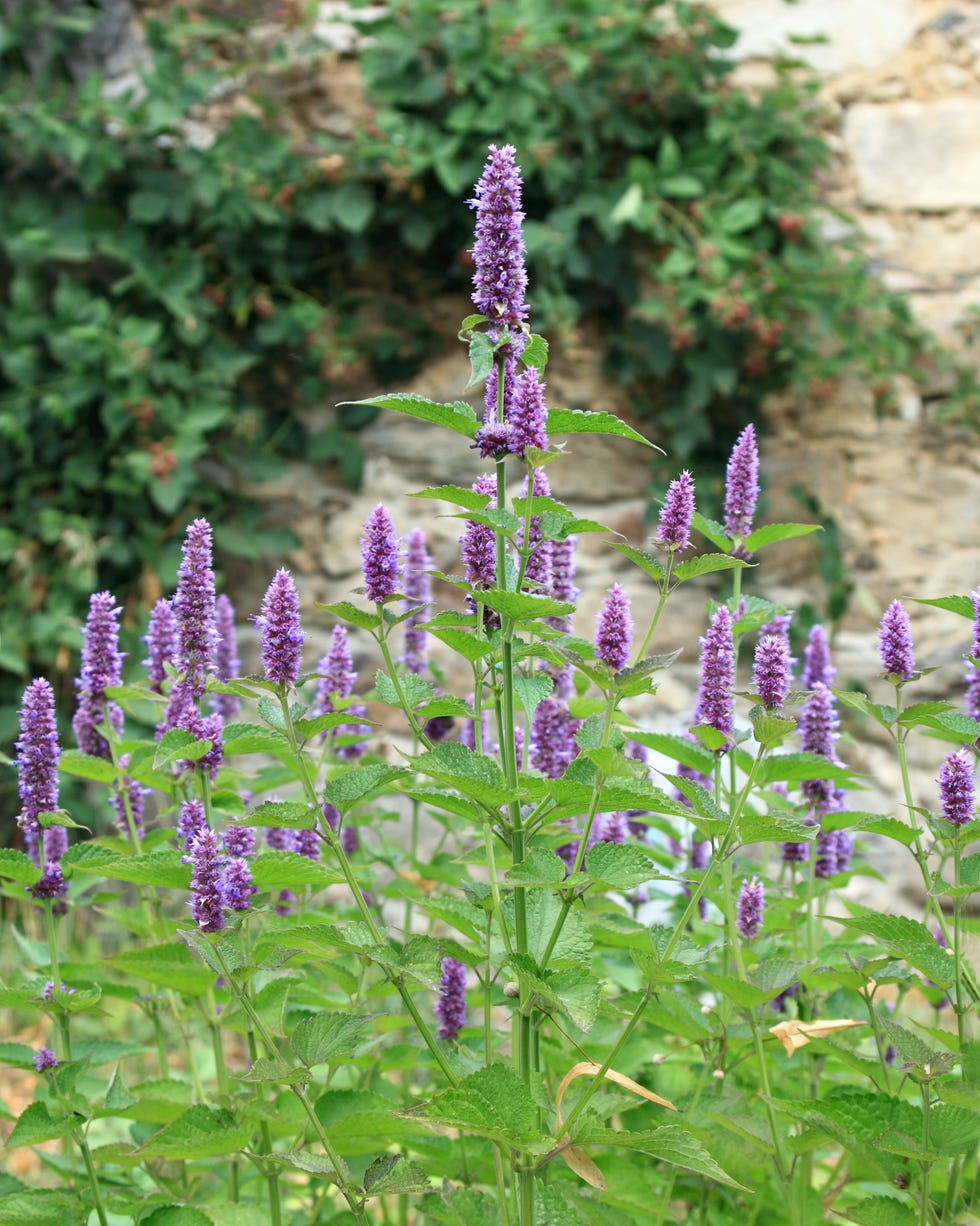 flowering agastache foeniculum, also called anise hyssop or indian mint in herb garden