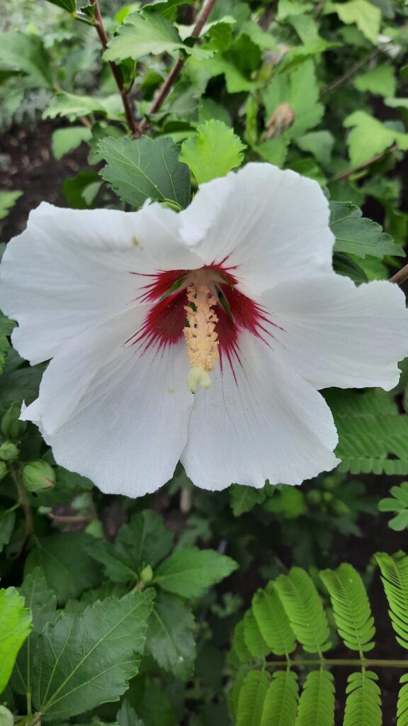 Garden hibiscus