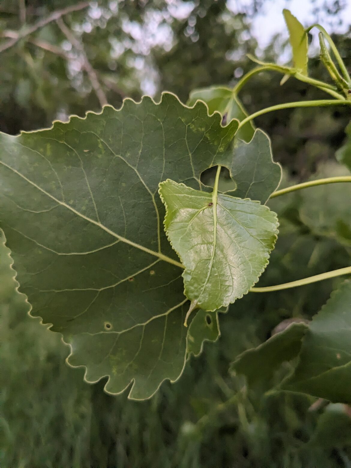 How on Earth did this leaf get through this hole?