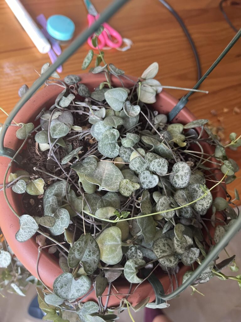 String of hearts yellowing String of hearts yellowing