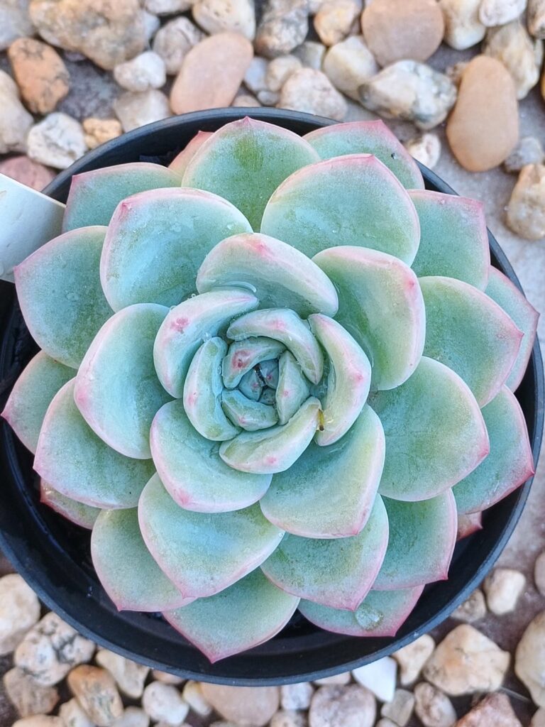Echeveria ‘Brave’ & Echeveria ‘Ice Green’ Echeveria 'Brave' & Echeveria 'Ice Green'