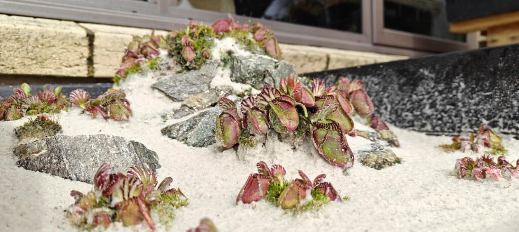 Cephalotus display planter