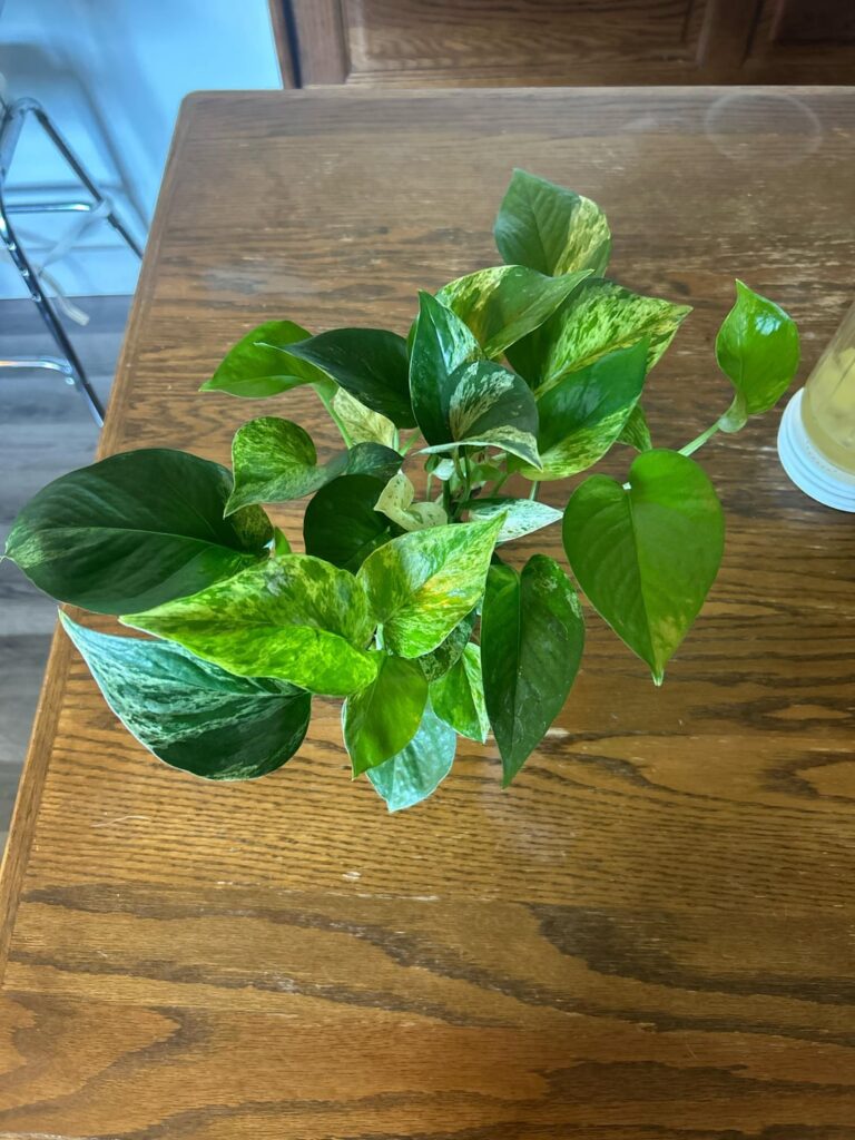 What kind is this?