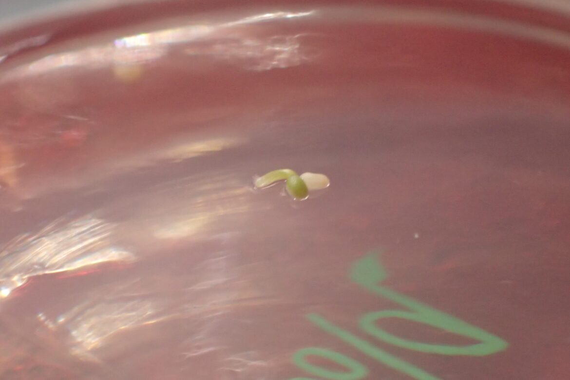 Brighamia insignis sprouting