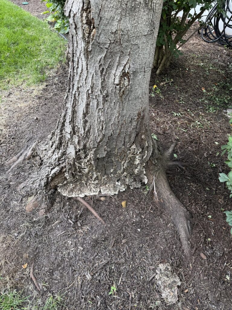 I have two arborists disagreeing - please help
