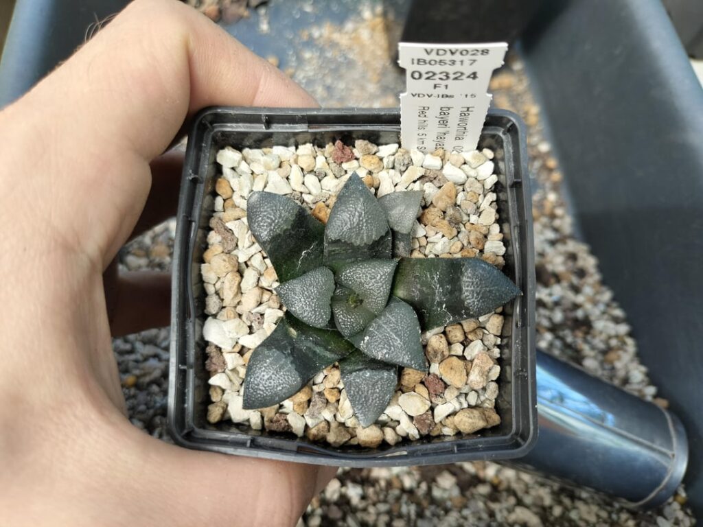 Haworthia bayeri chunky roots