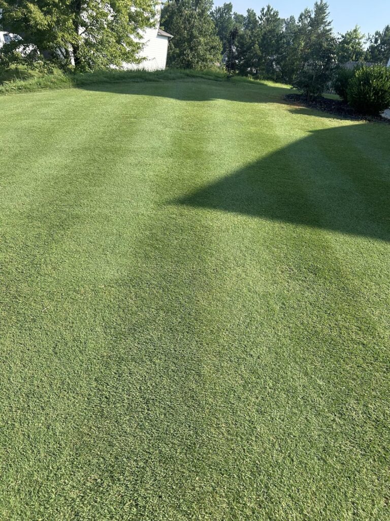 My Bermuda lawn in North Georgia