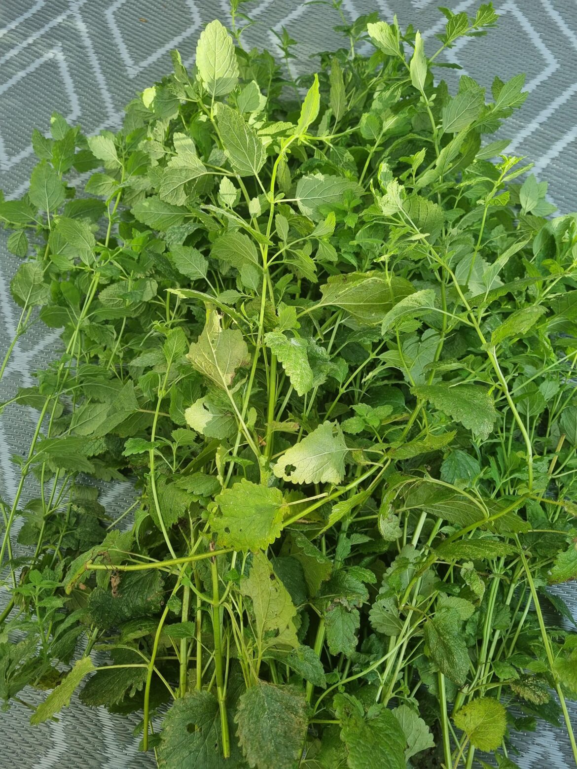 Lemon Balm Harvest