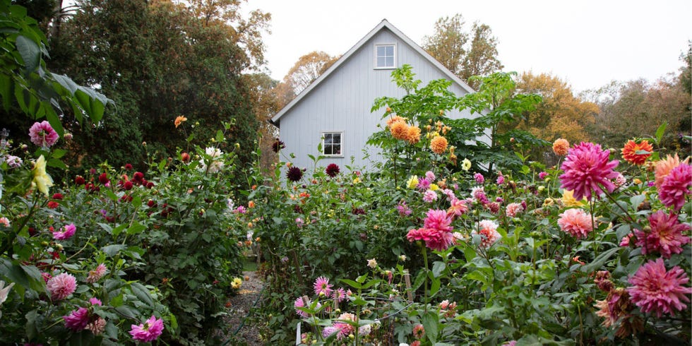 frances palmer's colorful summer garden frances palmer's colorful summer garden