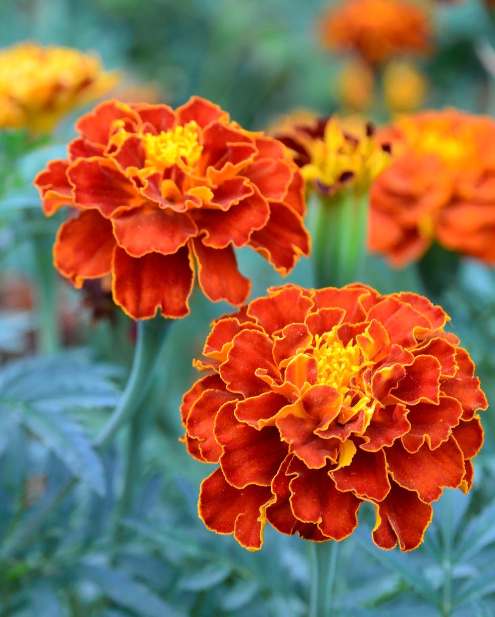 orange yellow french marigold or tagetes patula flower on a blurred garden background. marigolds.selective focus.
