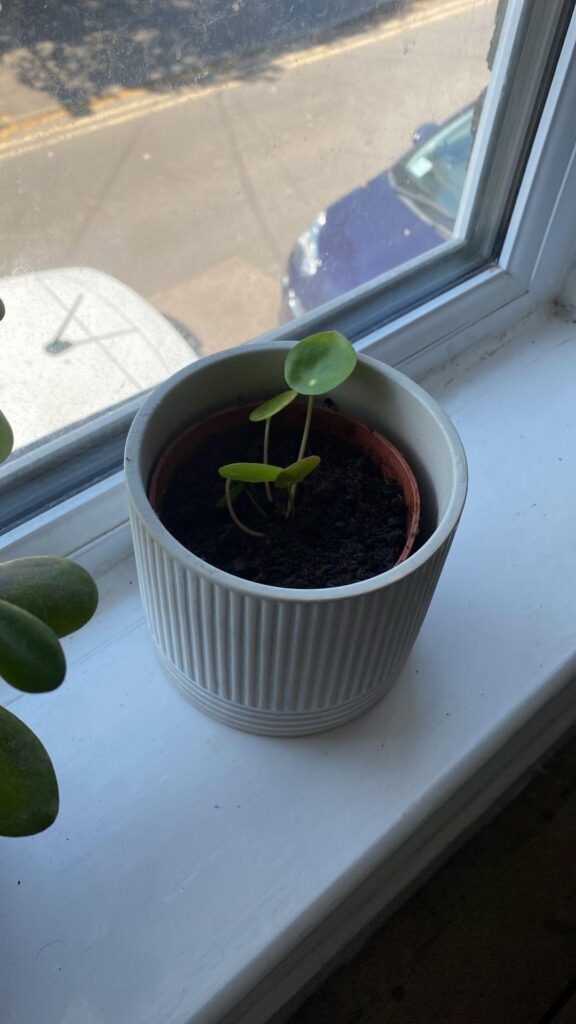 friend gave me a cutting, not sure what it is. nearly 4 weeks apart