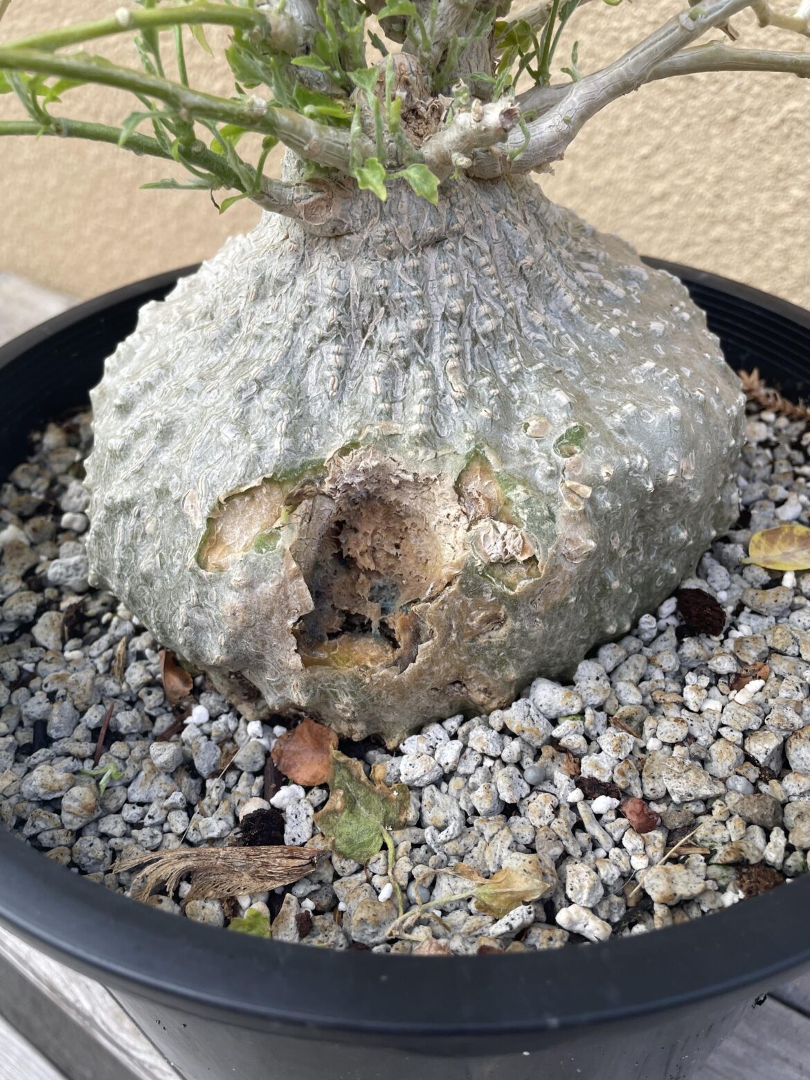 Zygosicyos pubescens advice