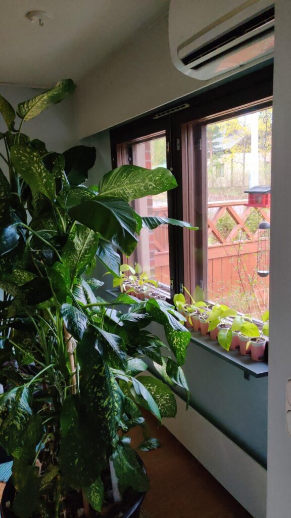 I gifted all my graduating students a pothos on the last day of school I gifted all my graduating students a pothos on the last day of school