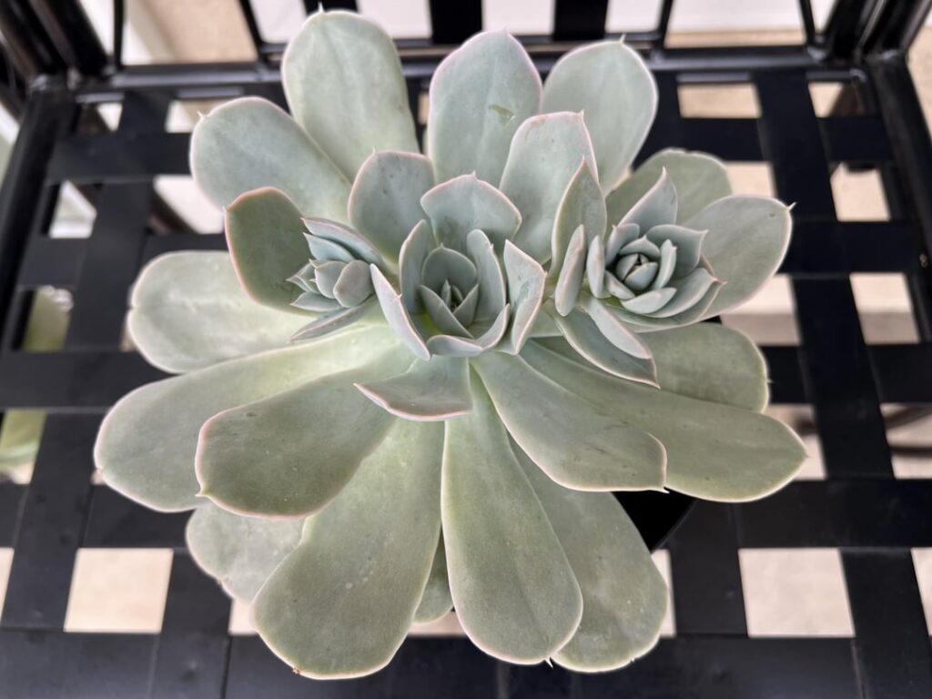 ID help pls..