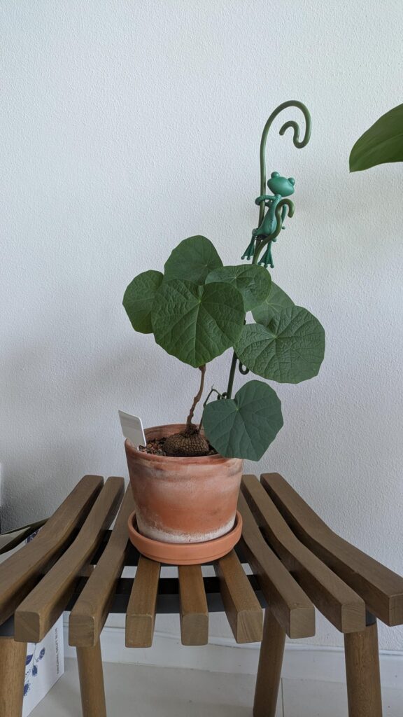 Stephania pierrei+ suberosa opinion