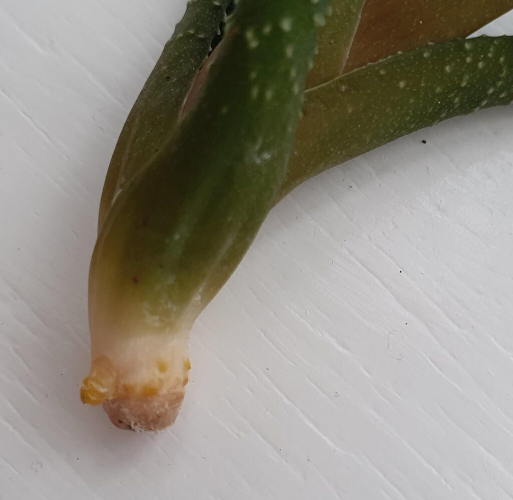 Is this pup ready to be watered? Is this pup ready to be watered?