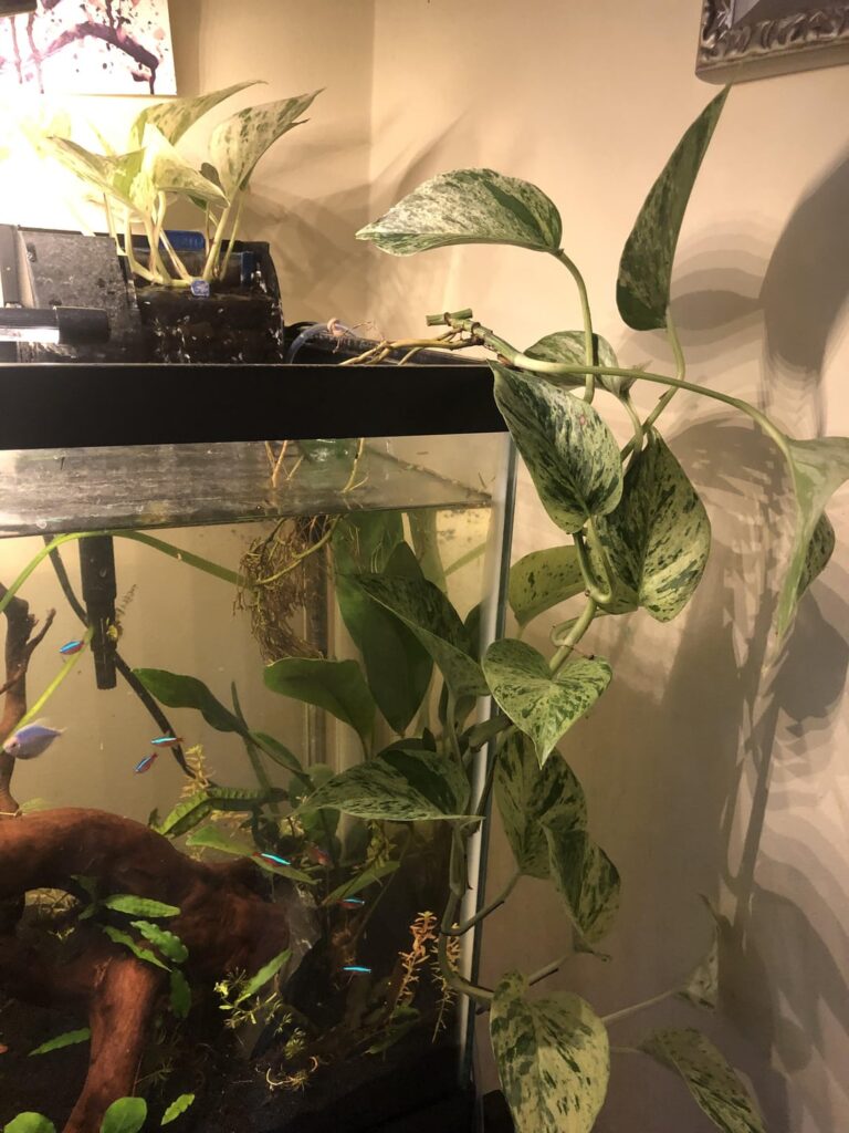 I love growing my pothos aquatic ally because I can see the whole root system 😋