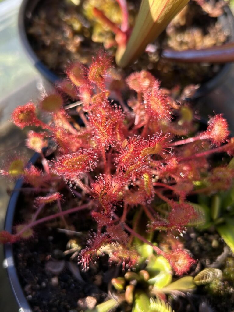 Sundews enjoying the heat
