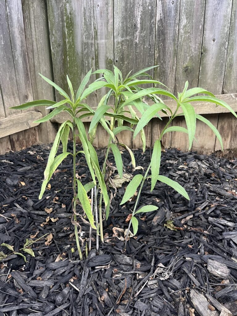 Which is more stressful to these plants: staying in a poor location, or transplanting to a better spot in the height of summer? See caption
