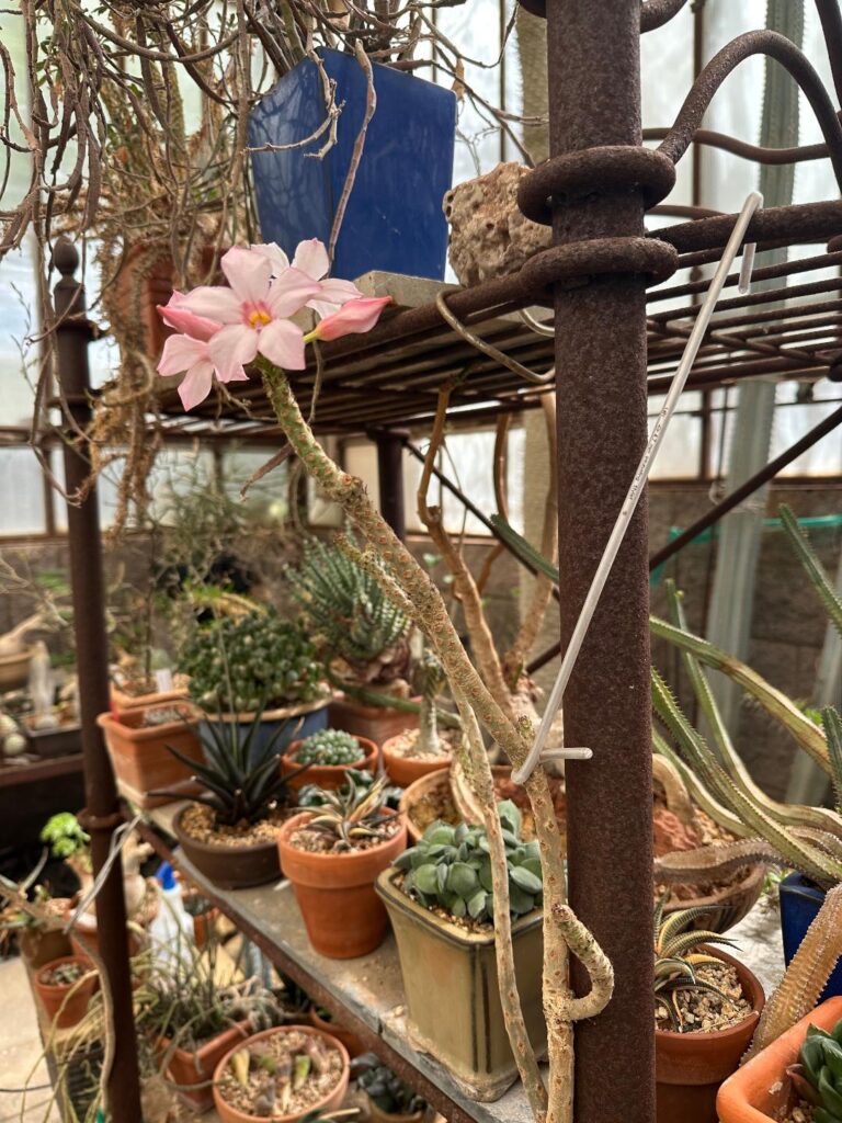 Adenium socotranum bloom. The base is about the size of a golf ball