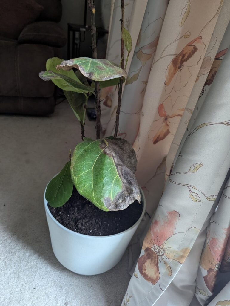 Help me, where do I cut to propagate?? Trying to save my girl🤞