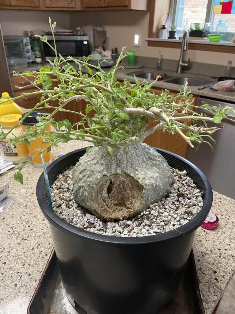 Wounded Z. pubescens update Wounded Z. pubescens update