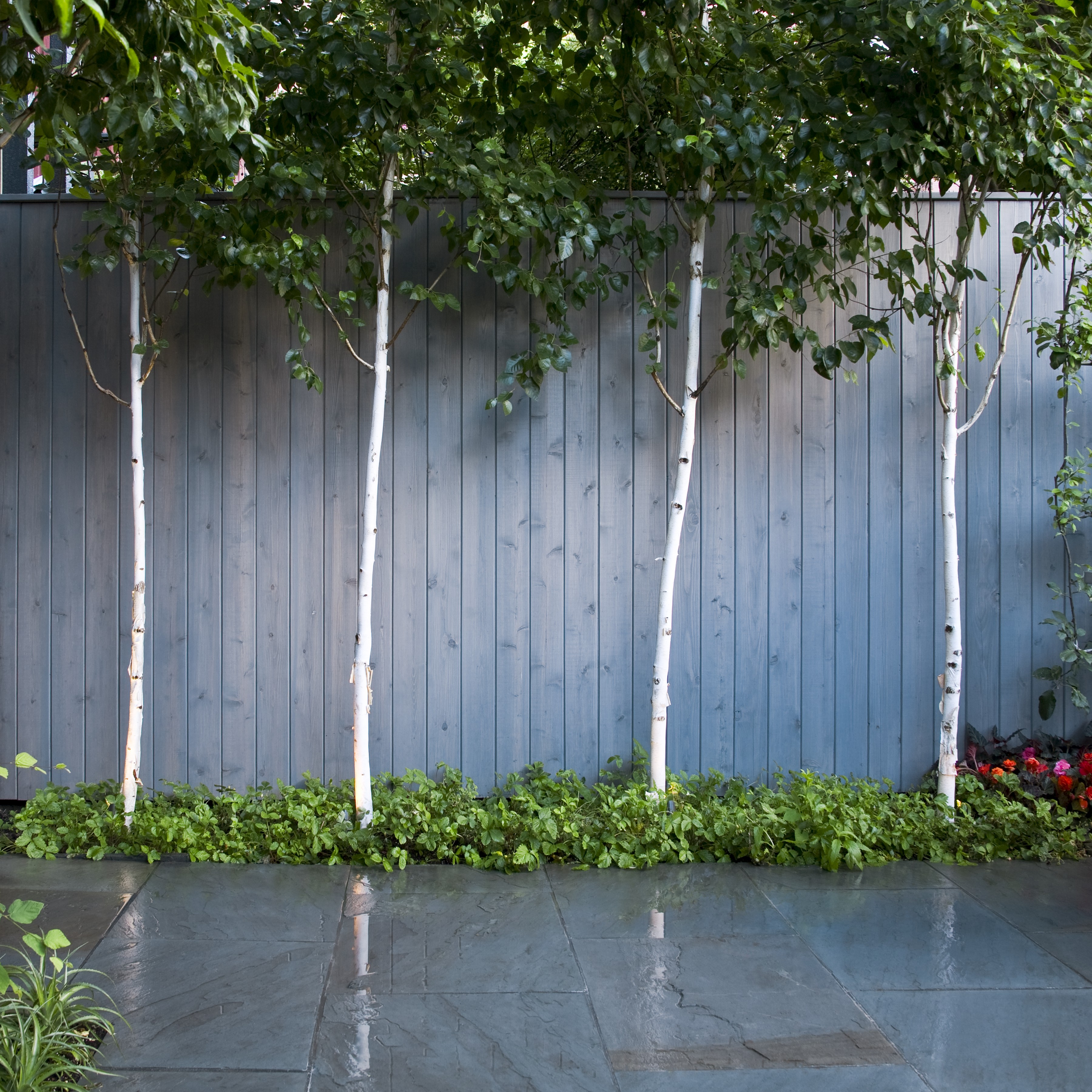 BIRCHES ALONG WOOD FENCE