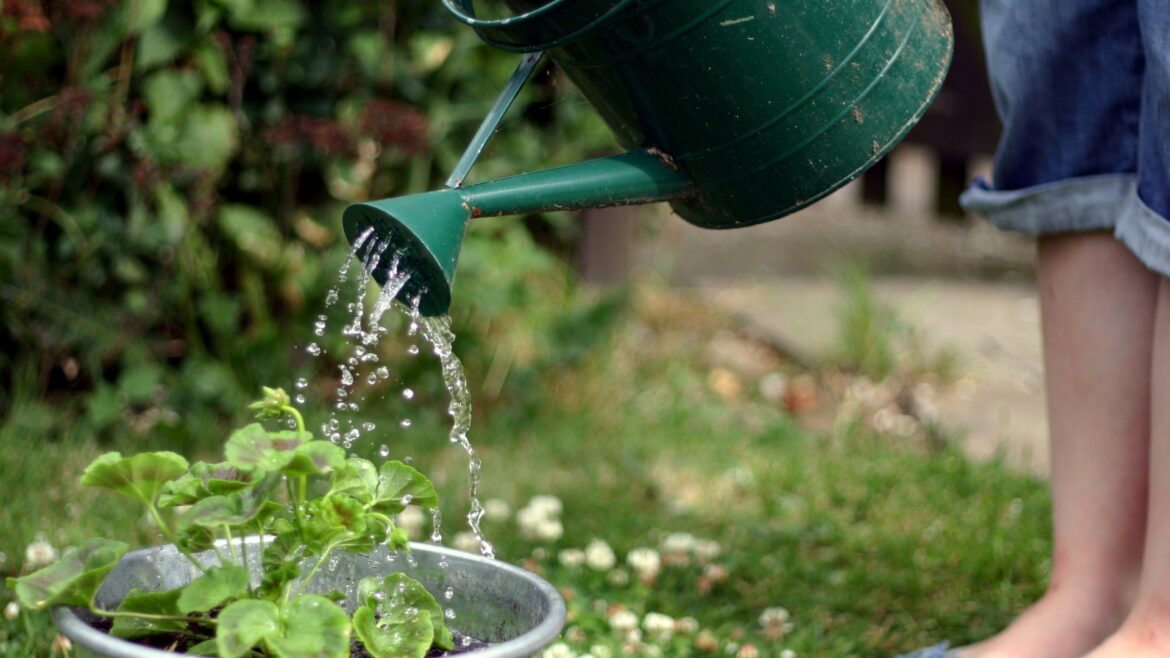 I’m a gardening pro – this is exact amount of seconds to water plants for during a heatwave & the best time of day – The Irish Sun