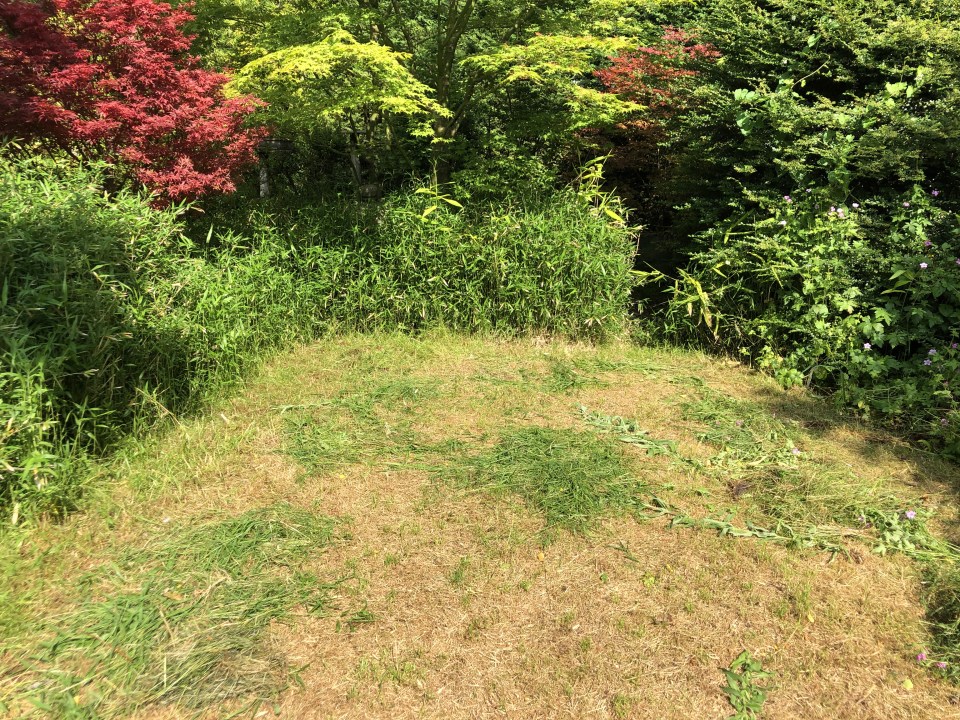 Dry, patchy lawn in a garden surrounded by lush greenery.