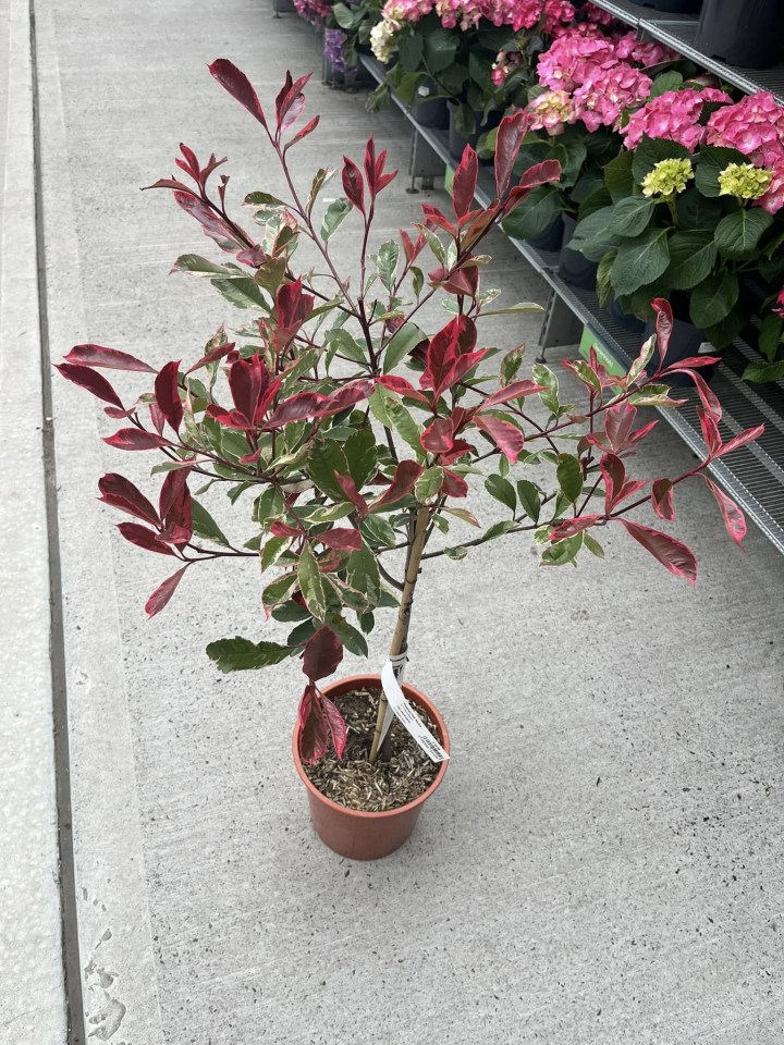 Fast-growing plant in a pot.