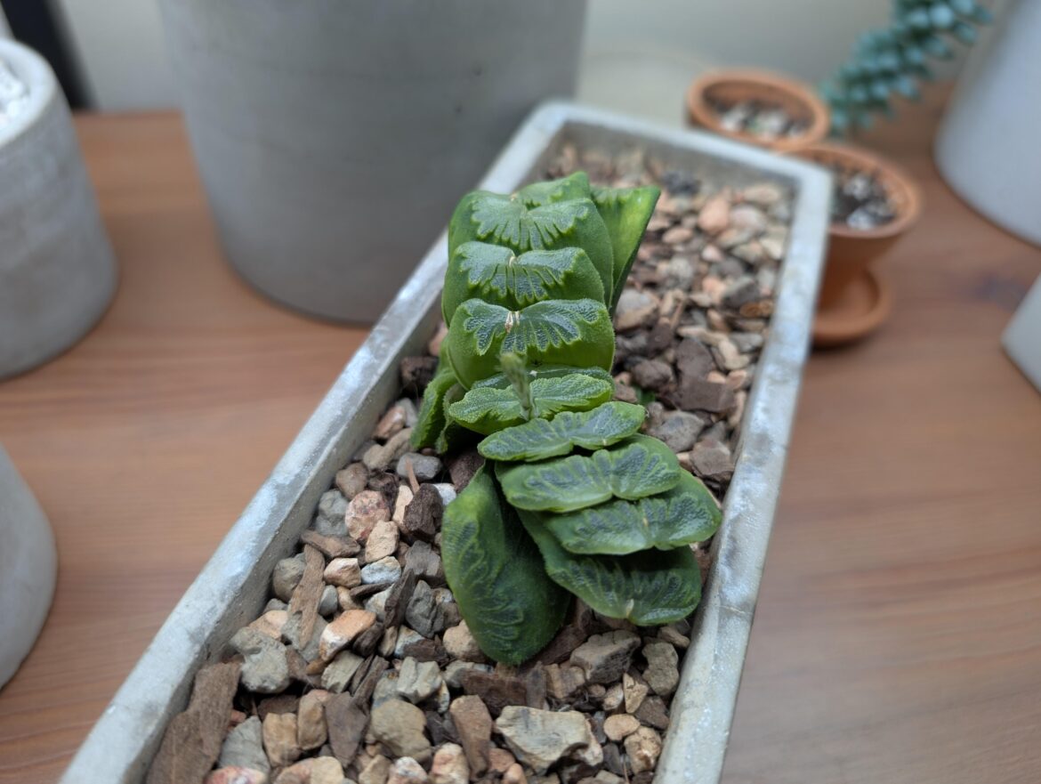 Haworthia Truncata II: Truncatoo Boogaloo