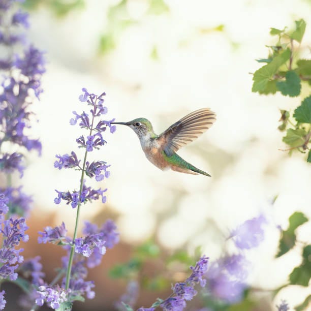 square image of a hummingbird feeding on purple flowers