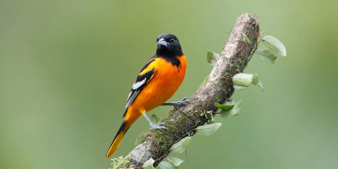How I Turned My Backyard Into an Oriole Paradise—And You Can Too!