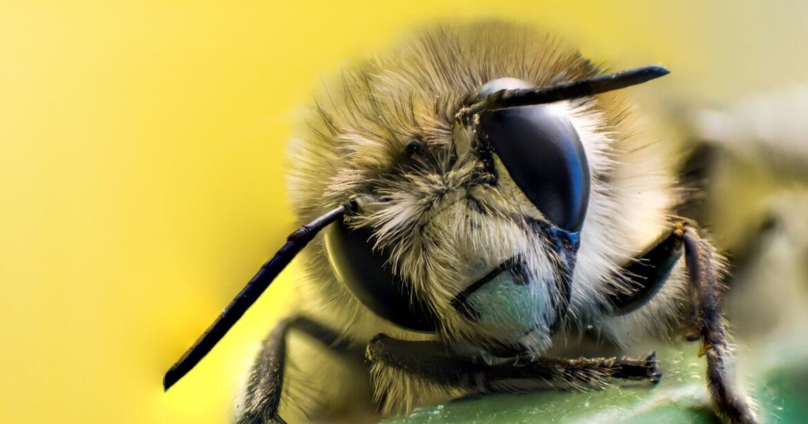New first-of-its-kind garden at Minnesota Zoo aims to help pollinators thrive