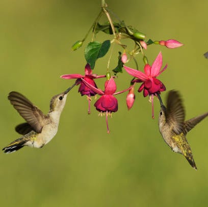 black chinned hummingbird archilochus alexandri females feeding on blooming fuchsia, hill country, texas, usa
