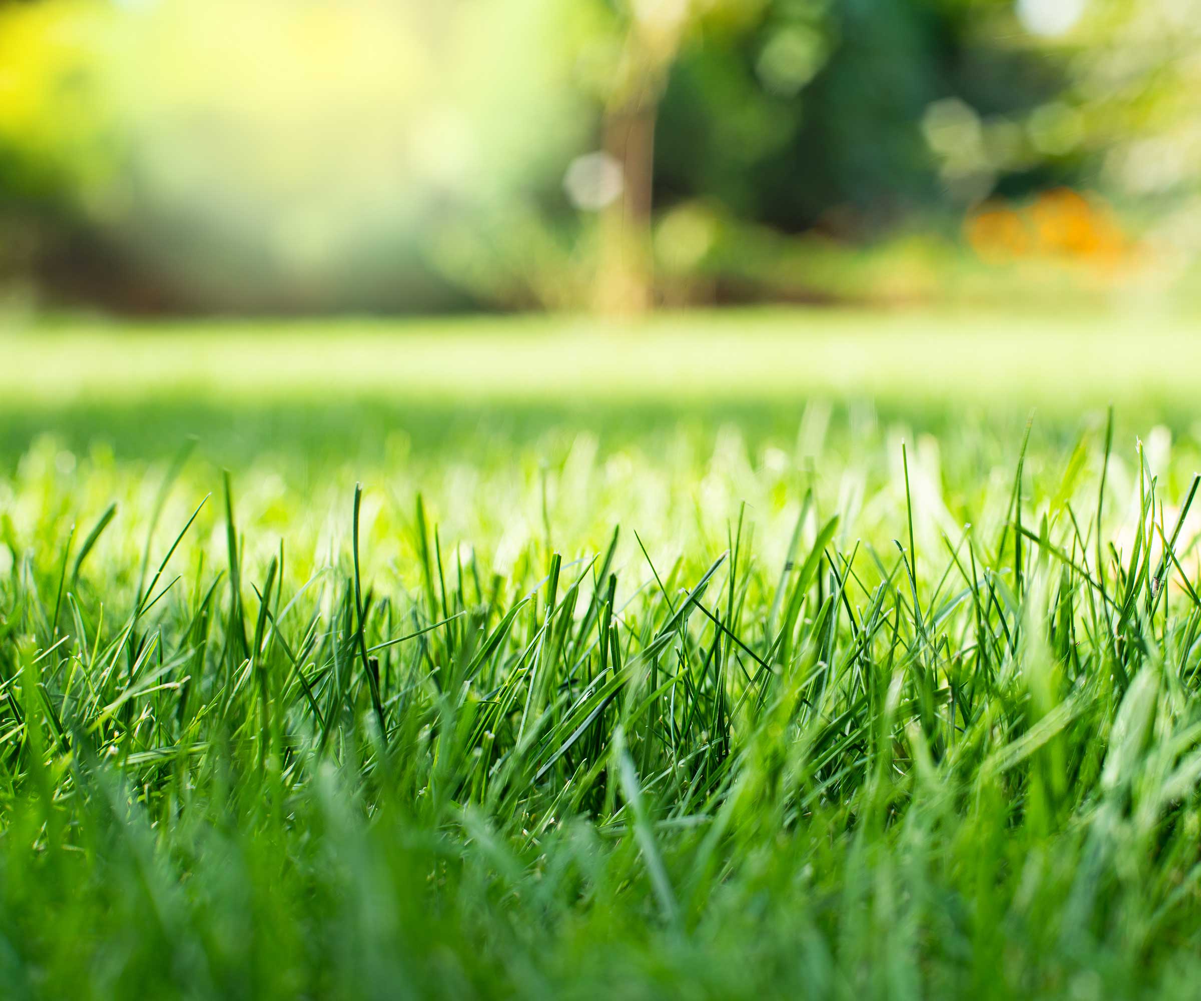 healthy cut grass close-up