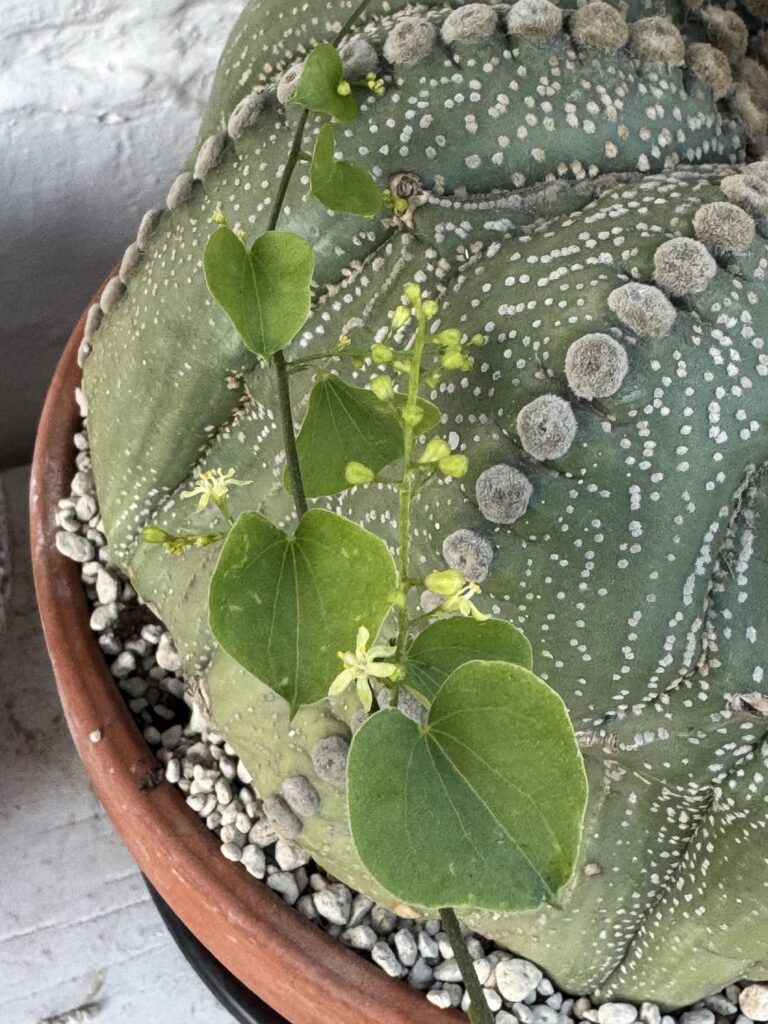 My female Elephantipes, has gone bonkers in the 4 days I was away on holiday