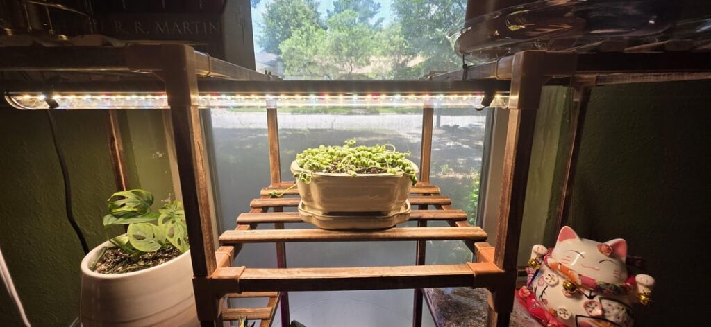 String of pearls too close to grow light?
