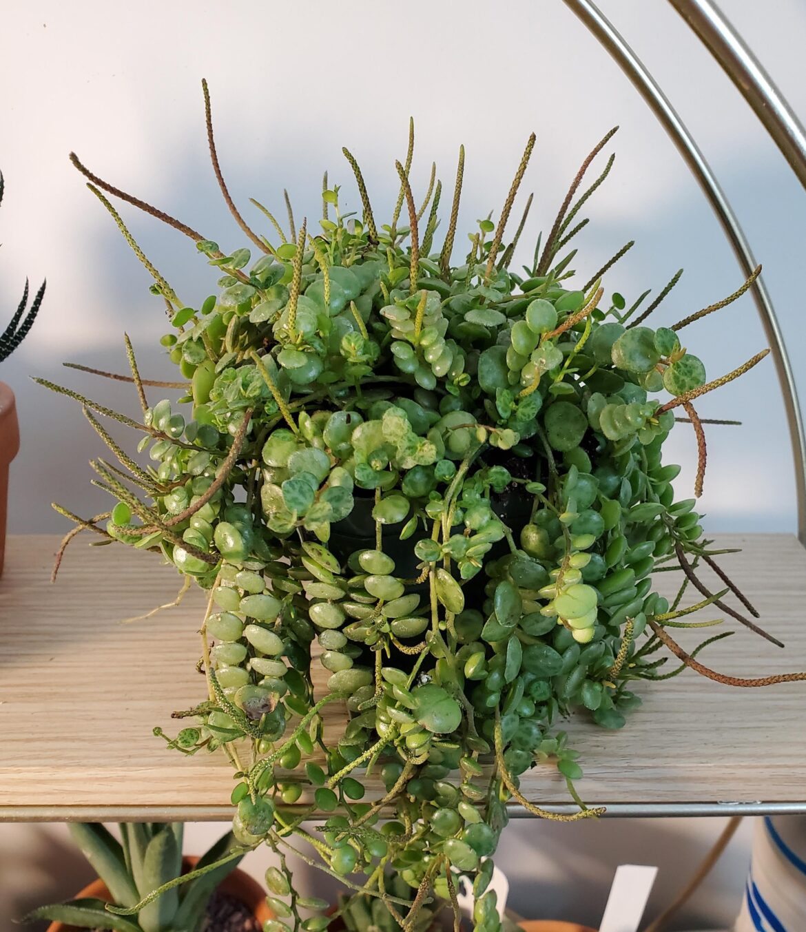 Blooming string of turtles