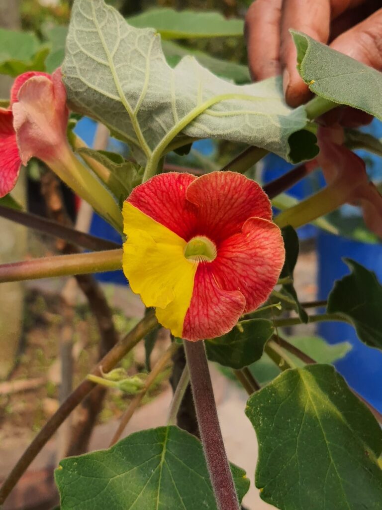 Some of the Uncarina hybrids I grew from seed this year. The good news is that I might be able to ship internationally! I will be exporting some plants to India in the coming month.