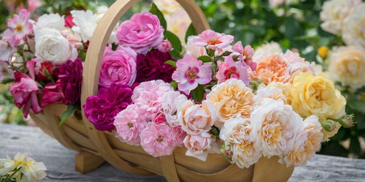 Gardening Jobs For June - Which?