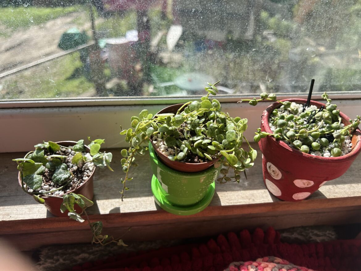String of arrow string of turtles and string of pearls do these tolerate sun on the south side and if they do, how long should I have them out there in the morning sun?