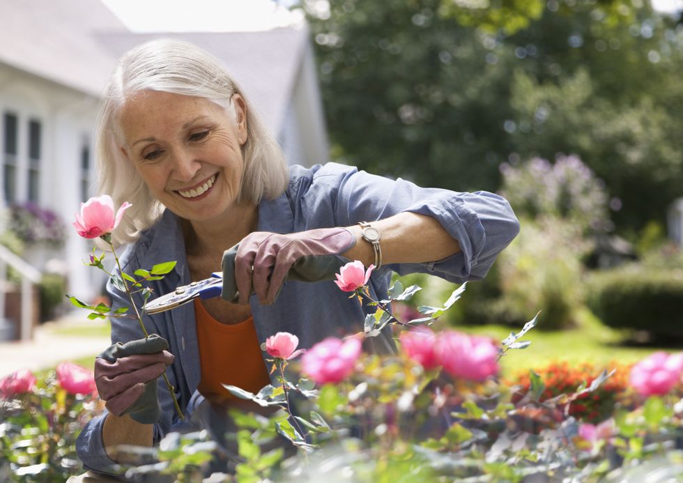 Grey-haired woman watering pink flowers with a watering can