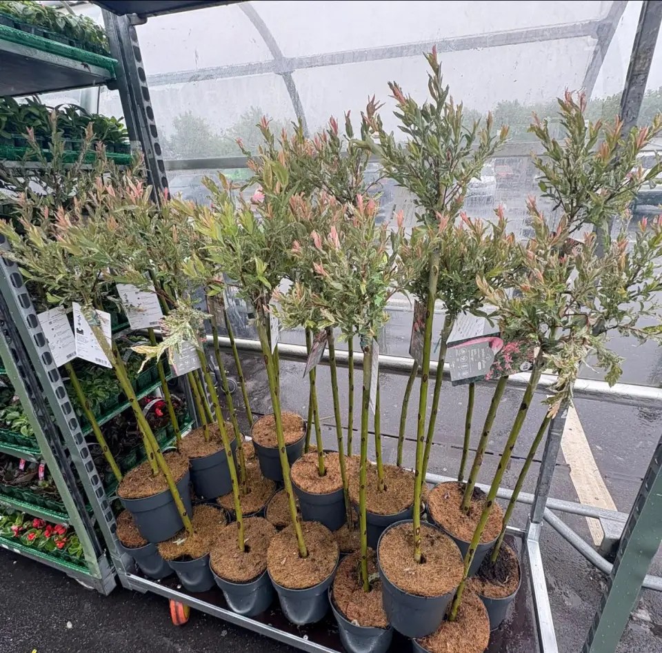 Several potted standard weeping willows with pink buds.
