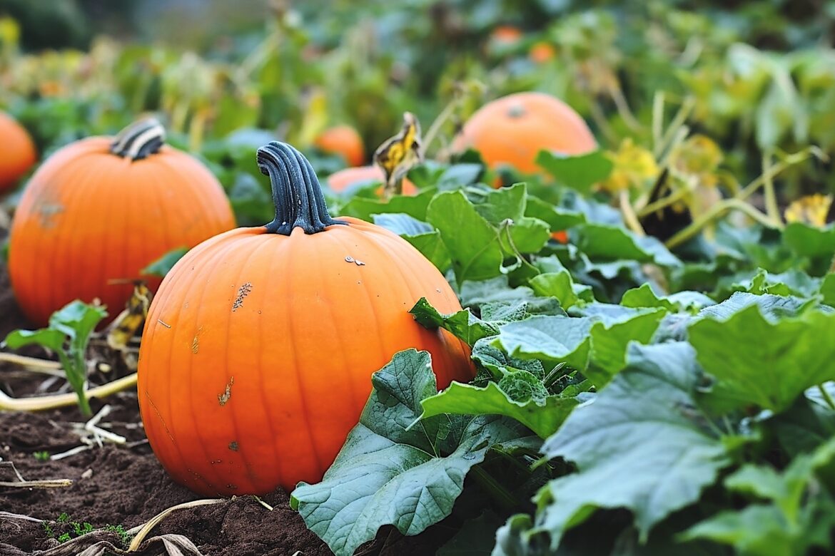 Gardener shares simple tips for successfully growing big, beautiful pumpkins for fall: ‘This is so helpful’ "This is my first year planting pumpkins."