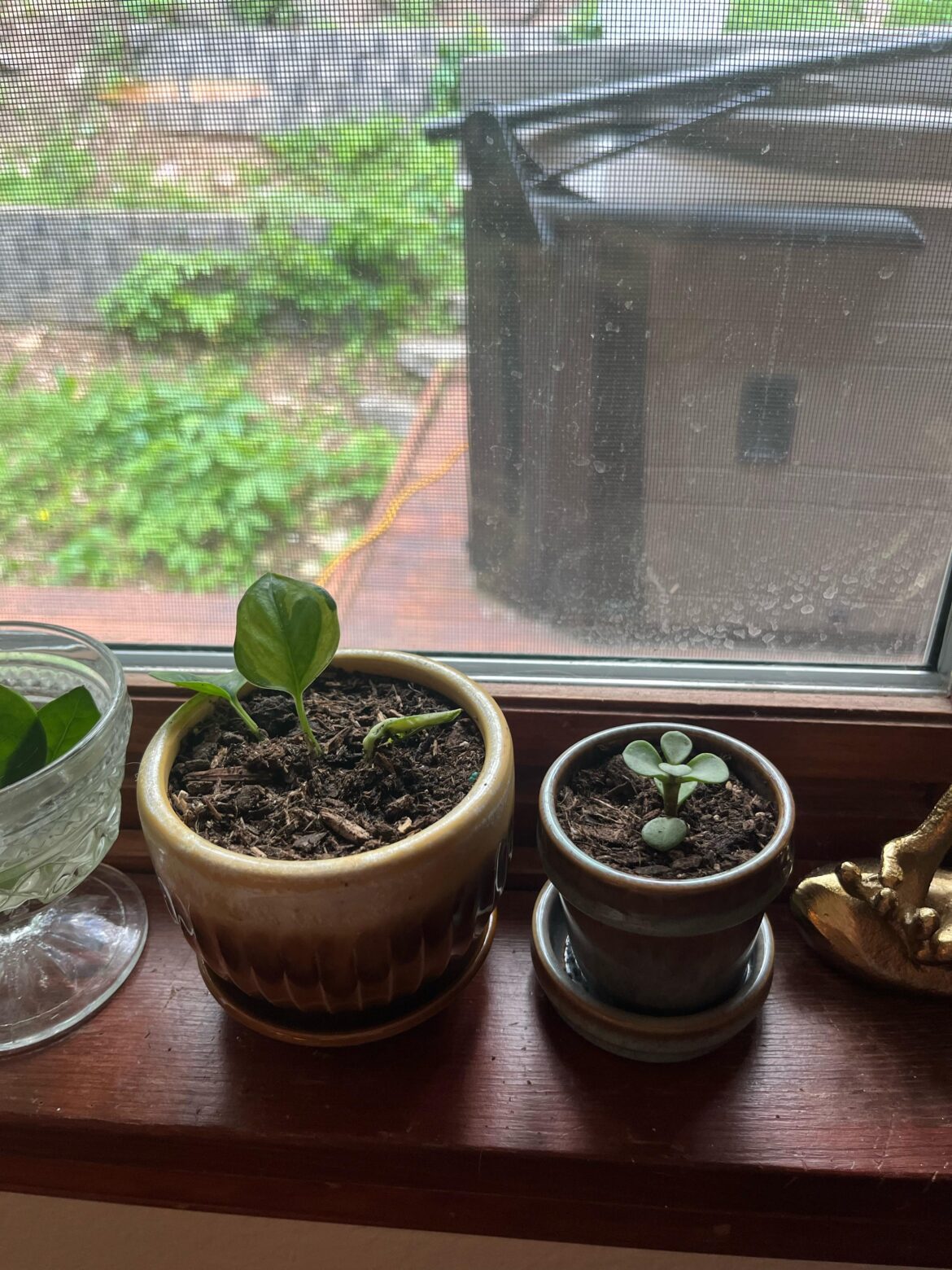 how can i best take care of these babies