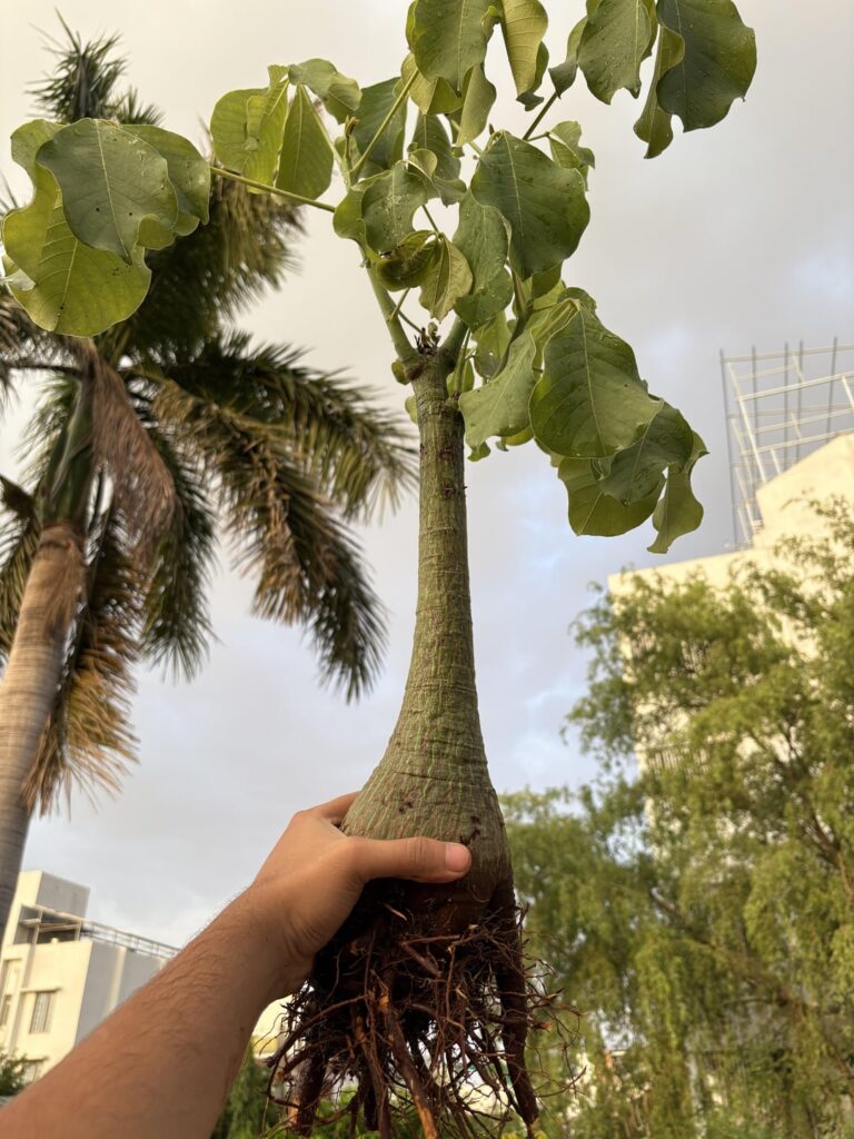 My Pseudobombax Ellipticum, which has exploded in growth !!! Last pic from March 2024!! The scars are from some monkey attacks… the scale is 24 inches long.