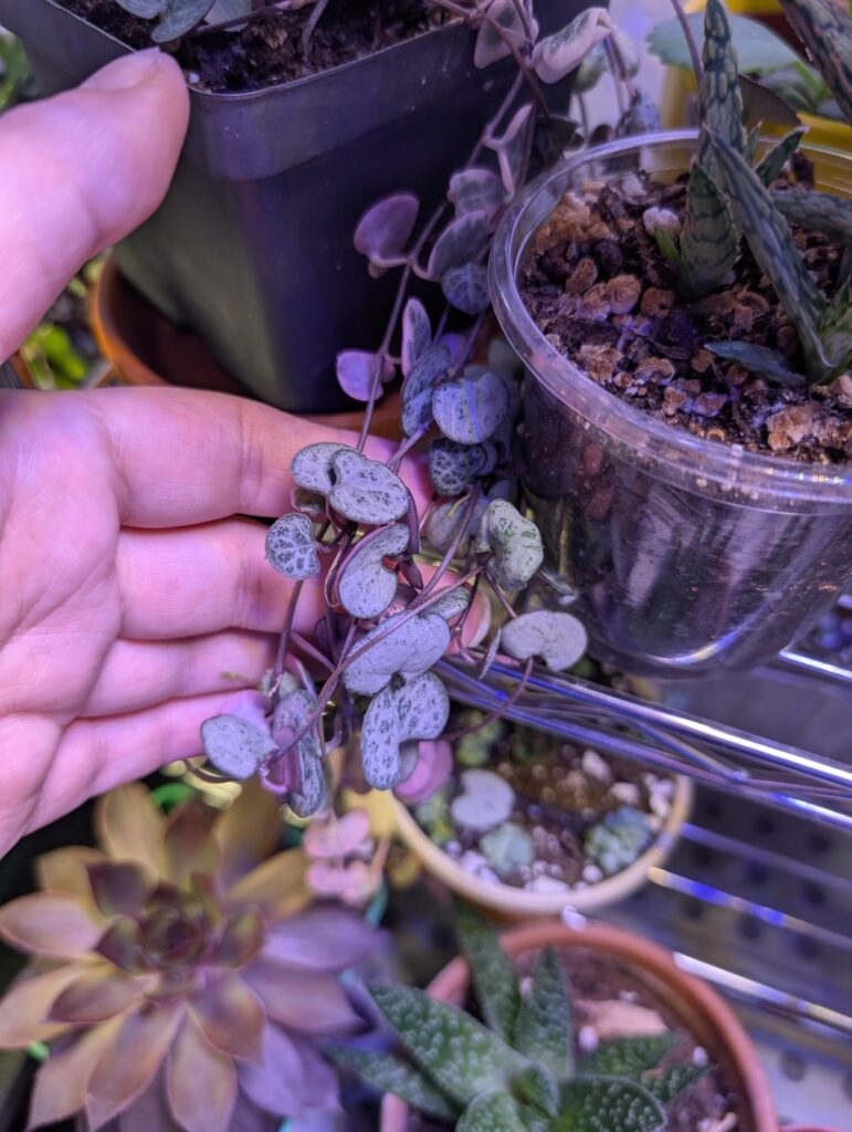 What’s going on / are these different? What's going on / are these different?