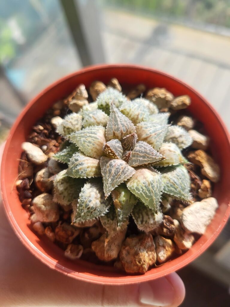 Some good looking guys (with extra cat fur)