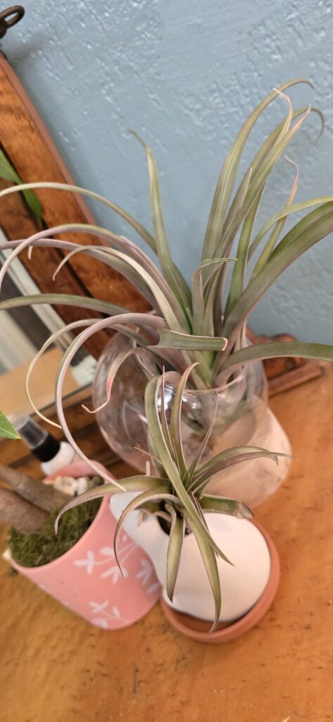 First time air plant haver